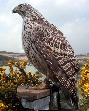 Finnish Female Gos Hawk