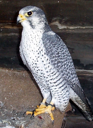 Gyr Peregrine