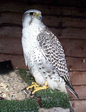 3/4 Gyr Saker