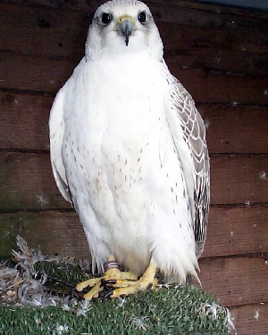 3/4 Gyr Saker