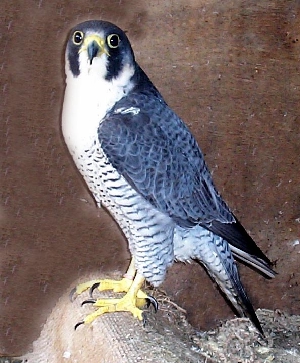 Scottish Male Peregrine