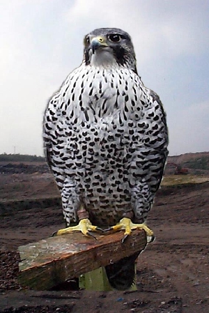 Gyr Peregrine