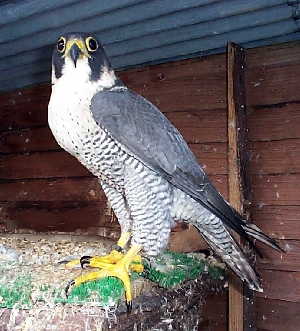 Welsh Peregrine