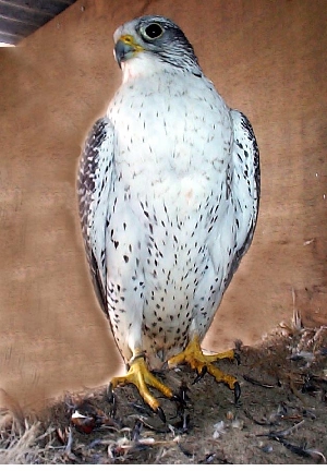 Male Gyr Falcon 