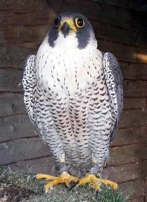 Scottish Peregrine